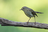 Image. Common Chiffchaff