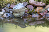 Image. Common Chiffchaff