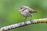 Image. Common Chiffchaff