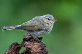 Image. Common Chiffchaff