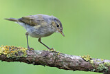 Image. Common Chiffchaff