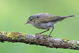 Image. Common Chiffchaff