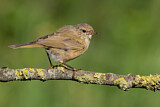 Image. Common Chiffchaff