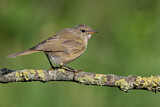 Image. Common Chiffchaff