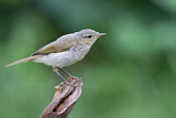 Image. Common Chiffchaff