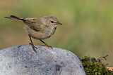Image. Common Chiffchaff
