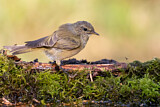 Image. Common Chiffchaff