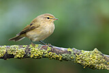Image. Common Chiffchaff