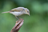Image. Common Chiffchaff