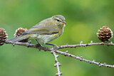 Image. Common Chiffchaff