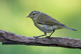 Image. Common Chiffchaff