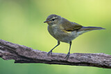 Image. Common Chiffchaff