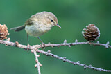 Image. Common Chiffchaff