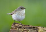 Image. Common Chiffchaff