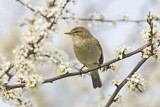 Image. Common Chiffchaff