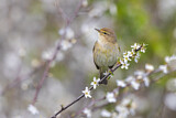 Image. Common Chiffchaff