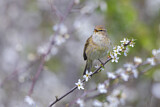 Image. Common Chiffchaff