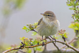 Image. Common Chiffchaff