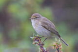 Image. Common Chiffchaff