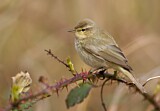 Image. Common Chiffchaff