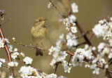 Image. Common Chiffchaff