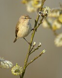 Image. Common Chiffchaff