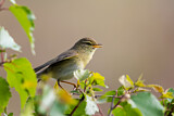 Image. Common Chiffchaff