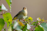 Image. Common Chiffchaff