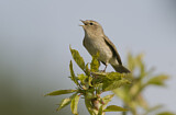 Image. Common Chiffchaff