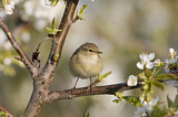 Image. Common Chiffchaff
