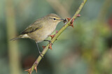 Image. Common Chiffchaff