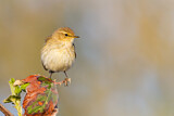 Image. Common Chiffchaff