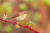 Image. Common Chiffchaff