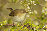 Image. Common Chiffchaff