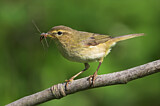 Image. Common Chiffchaff