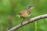 Image. Common Chiffchaff
