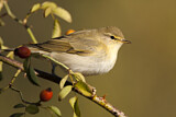Image. Common Chiffchaff