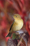 Image. Common Chiffchaff