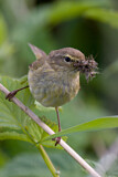 Image. Common Chiffchaff