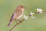 Image. Common Chiffchaff