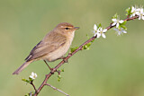 Image. Common Chiffchaff