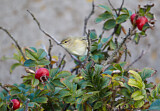 Image. Common Chiffchaff