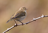 Image. Common Chiffchaff