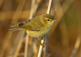 Image. Common Chiffchaff