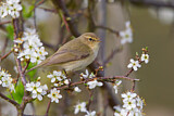 Image. Common Chiffchaff