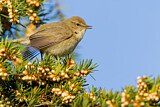 Image. Common Chiffchaff
