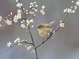 Image. Common Chiffchaff