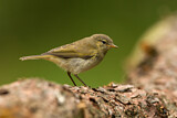 Image. Common Chiffchaff