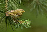 Image. Common Chiffchaff