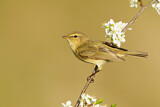 Image. Common Chiffchaff